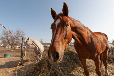 Horses in a field