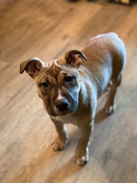 High angle portrait of dog standing on hardwood floor