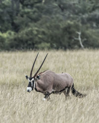 Deer in a field