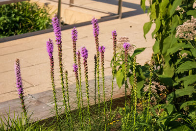 Close-up of purple flowering plants