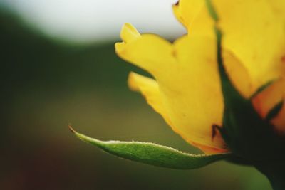 Close-up of yellow flower