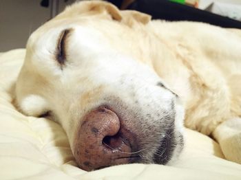 Close-up of cat sleeping