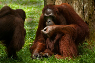 Close-up of monkeys on grass