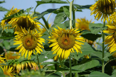 Close-up of yellow flowering plant