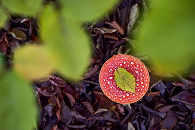 Close-up of fly agaric mushroom on field