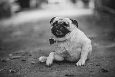 Portrait of dog sitting outdoors