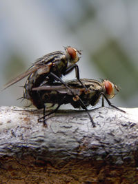 Close-up of insects mating