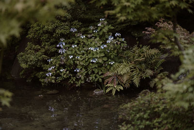 plant