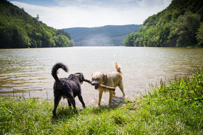 Horses in a lake