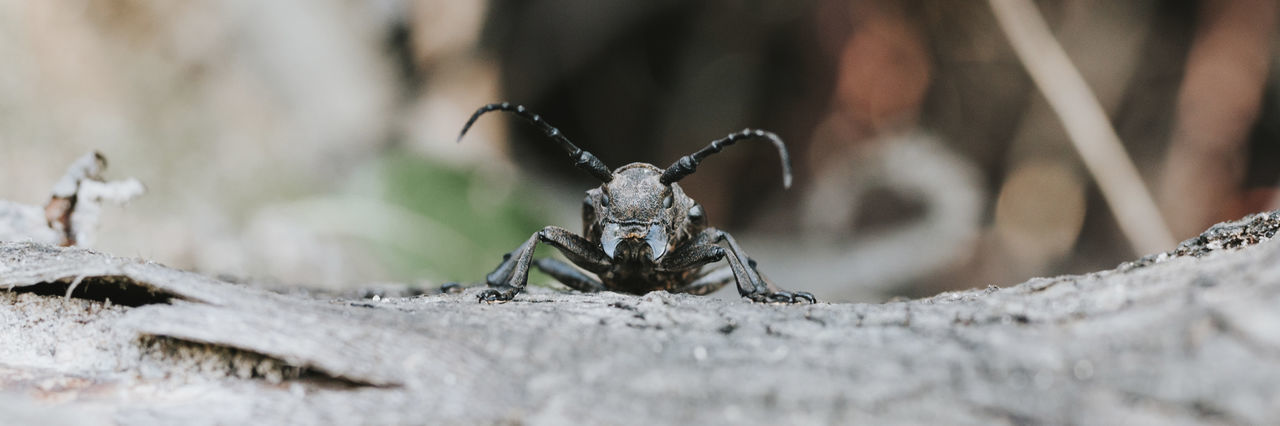 CLOSE-UP OF INSECT ON WOOD