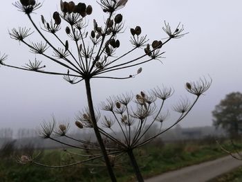 Close-up of plant against clear sky