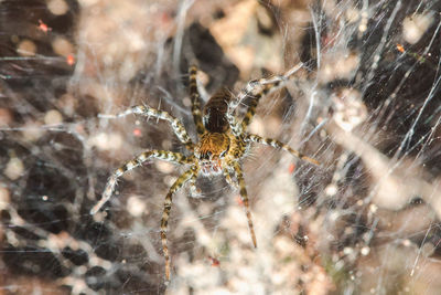 Close-up of spider on web