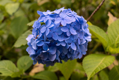 Close-up of purple flowering plant