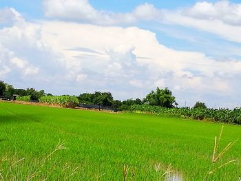 Scenic view of rice field against sky