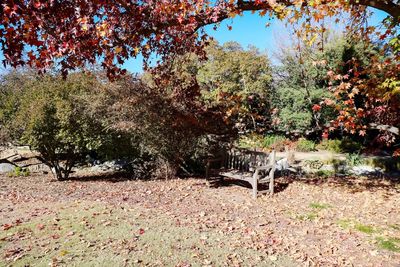View of plants and chairs in autumn leaves