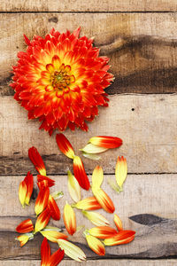 Close-up of flowers against blurred background