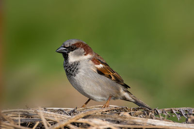 Close-up of bird perching on twig