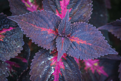 Close-up of autumnal leaves