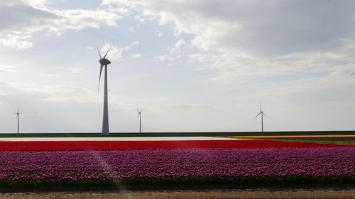 Wind turbines on tulip field against sky
