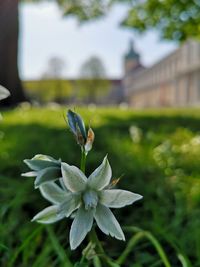 Close-up of flowering plant