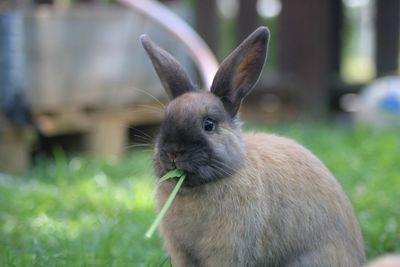 Close-up of an animal on land