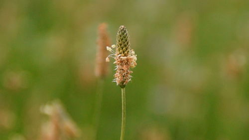 Close-up of flowering plant on land