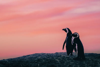 Penguins on rock against sky during sunset