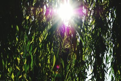 Sun shining through trees