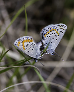 Close-up of butterflies mating on plant