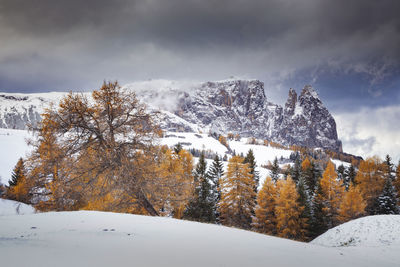 Snow covered land and trees against sky