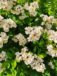 Close-up of white flowering plants