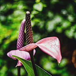 Close-up of pink flower