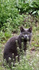 Portrait of black cat on land