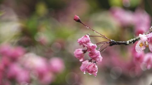 Close-up of pink cherry blossoms