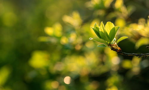 Close-up of fresh green plant