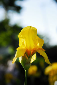 Close-up of yellow flowering plant