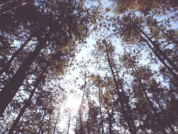Low angle view of trees against sky