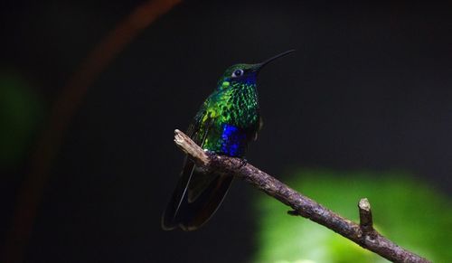 Close-up of bird perching on tree