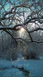 Scenic view of bare tree against sky during winter