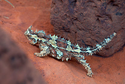 Close-up of lizard on rock