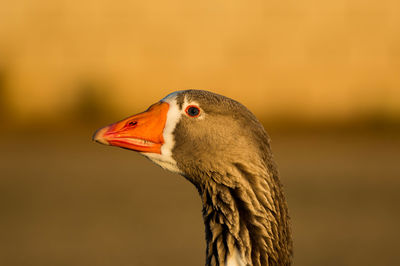 Close-up of greylag goose