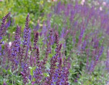 Close-up of lavender blooming on field