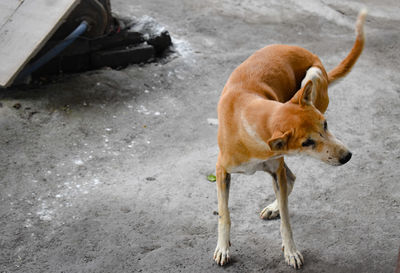 High angle view of dog on road