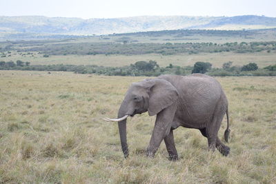 Lone elephant walking in maasai mara game reserve, kenya
