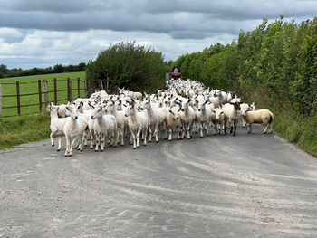 Sheep grazing on field