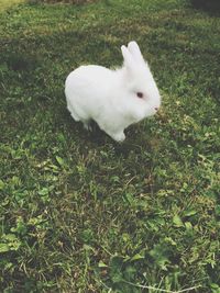 White dog on grassy field