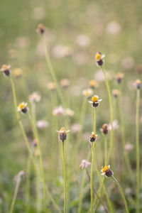 Close-up of flowering plants 