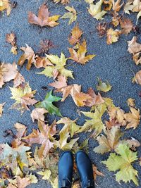 Low section of person standing on yellow maple leaves