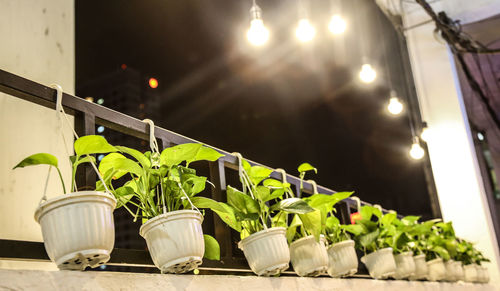 Close-up of plants in greenhouse