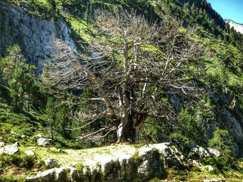 Low angle view of trees in forest